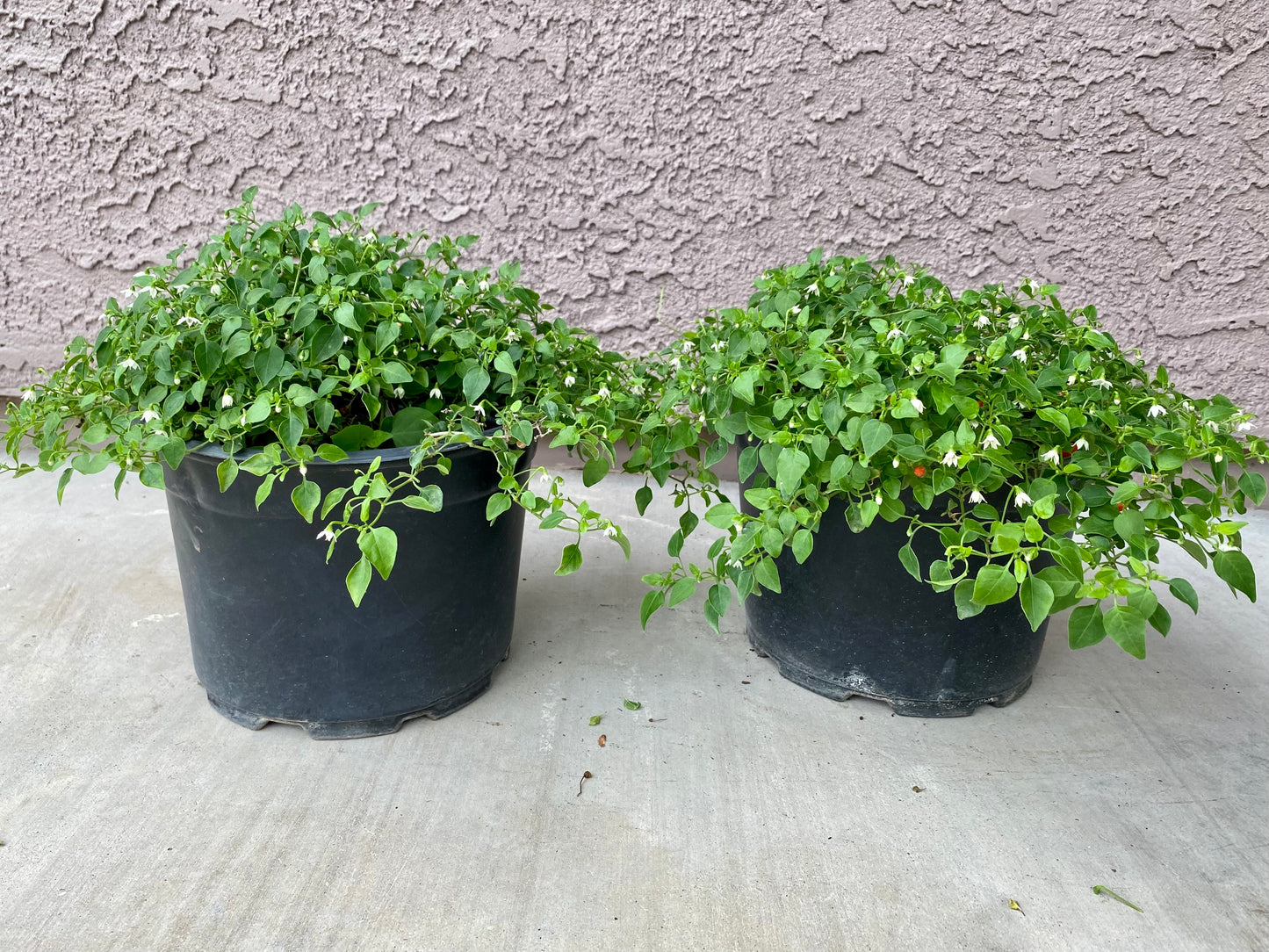 Chiltepin Pepper Plant
