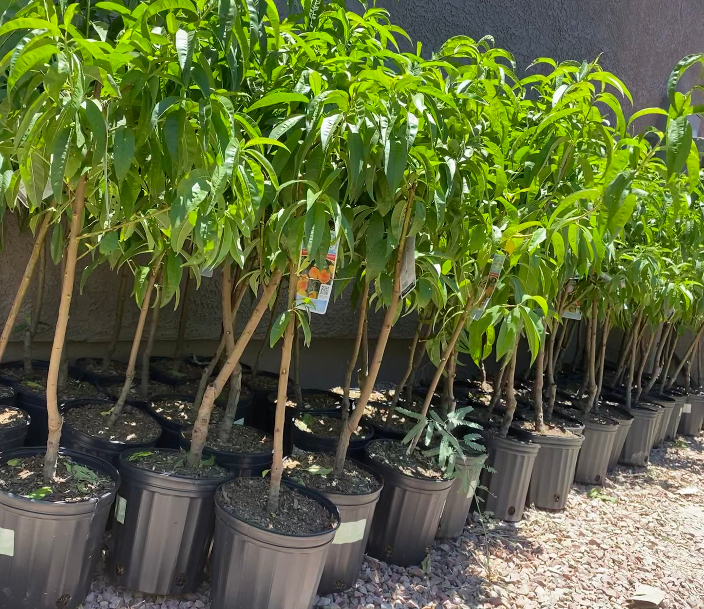 Babcock Peach Tree