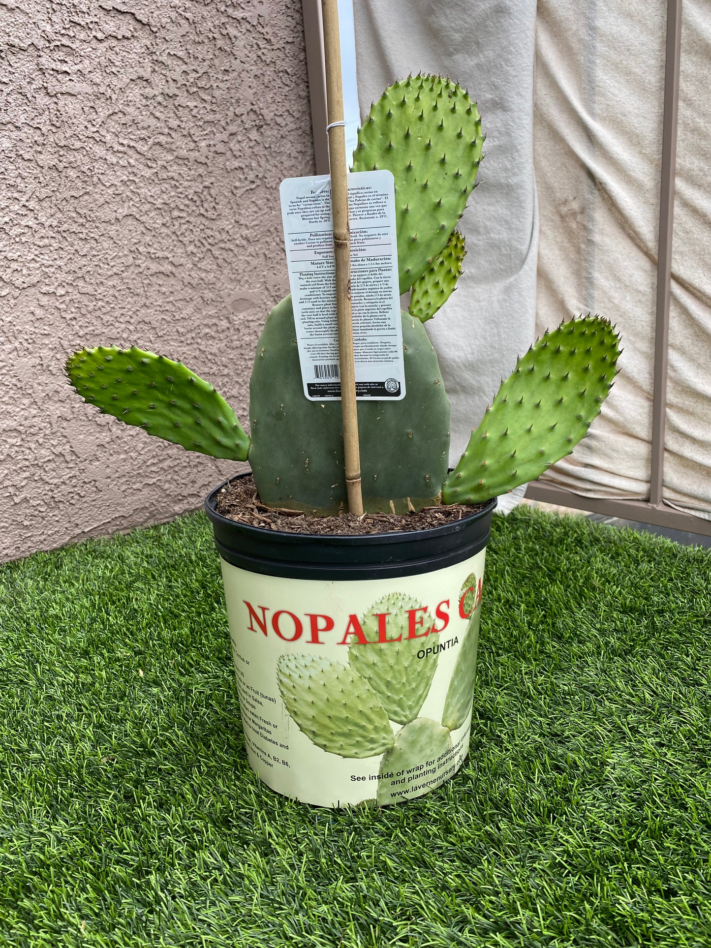 Nopales (Prickly Pear)