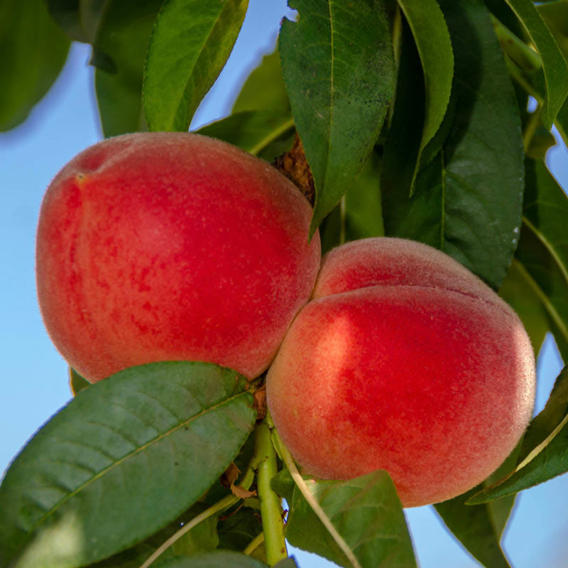 Babcock Peach Tree
