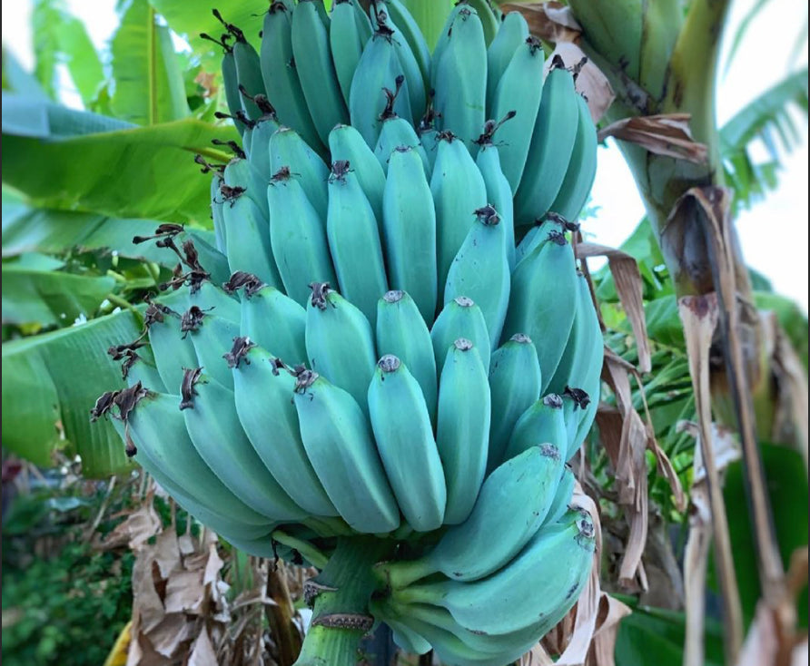 Ice Cream Banana Plant