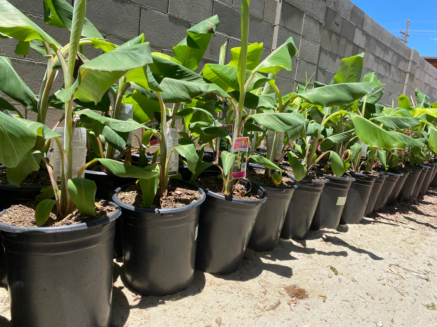 Ice Cream Banana Plant
